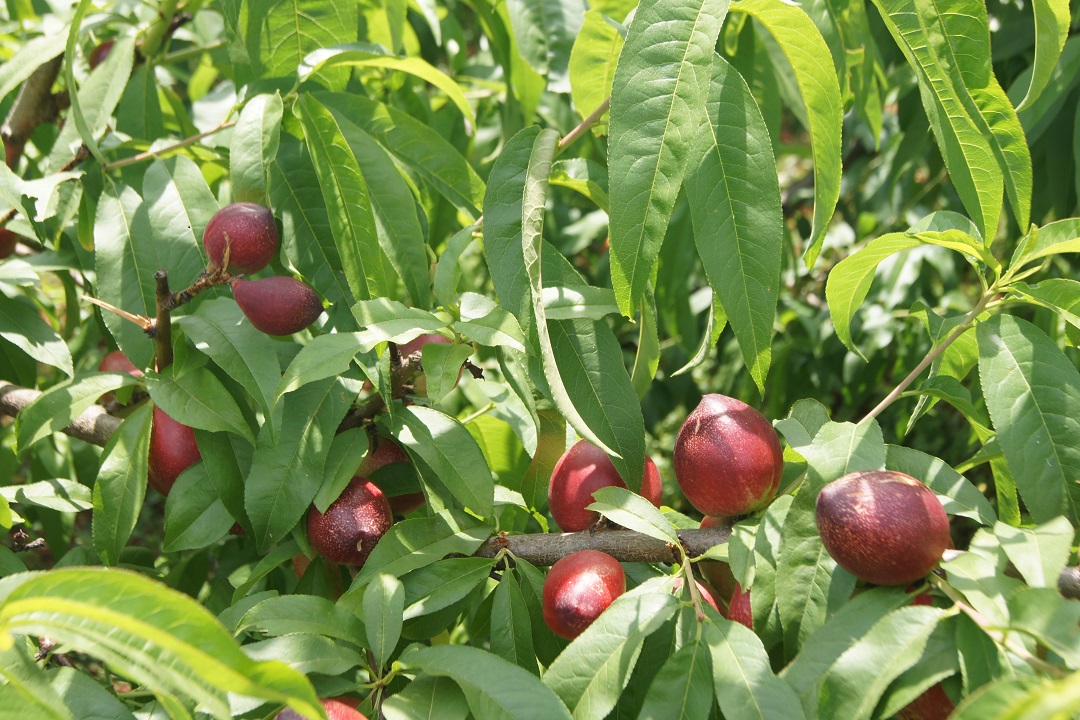 圖二，冒水洞村油桃產(chǎn)業(yè).JPG